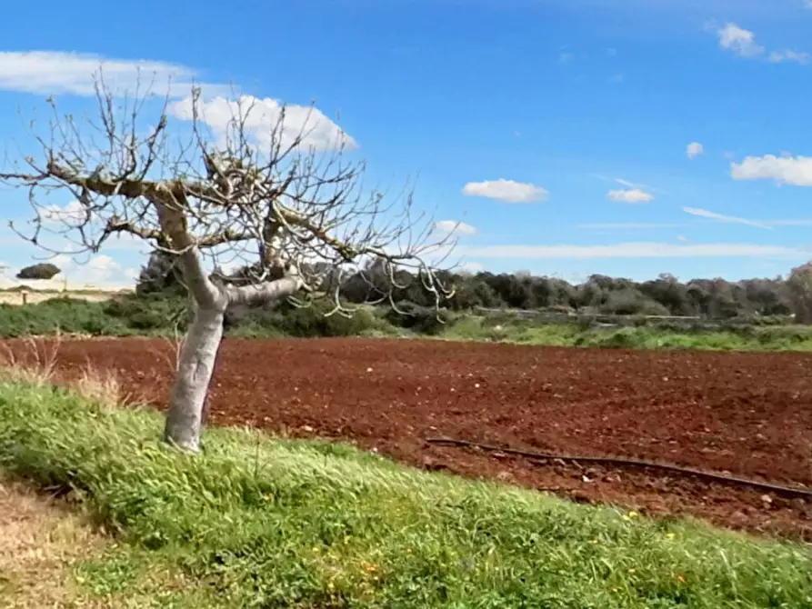 Immagine 10 di Terreno in vendita  in Strada Provinciale 217, N. SNC a Porto Cesareo