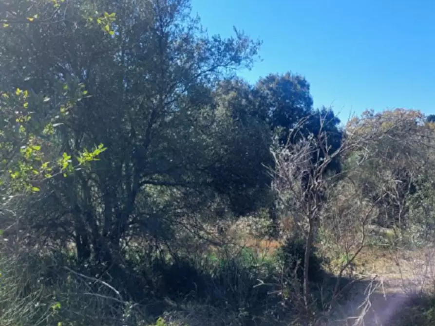 Immagine 4 di Terreno in vendita  in Contrada Mandre Bonforte, Via dei Gerani a Pedara