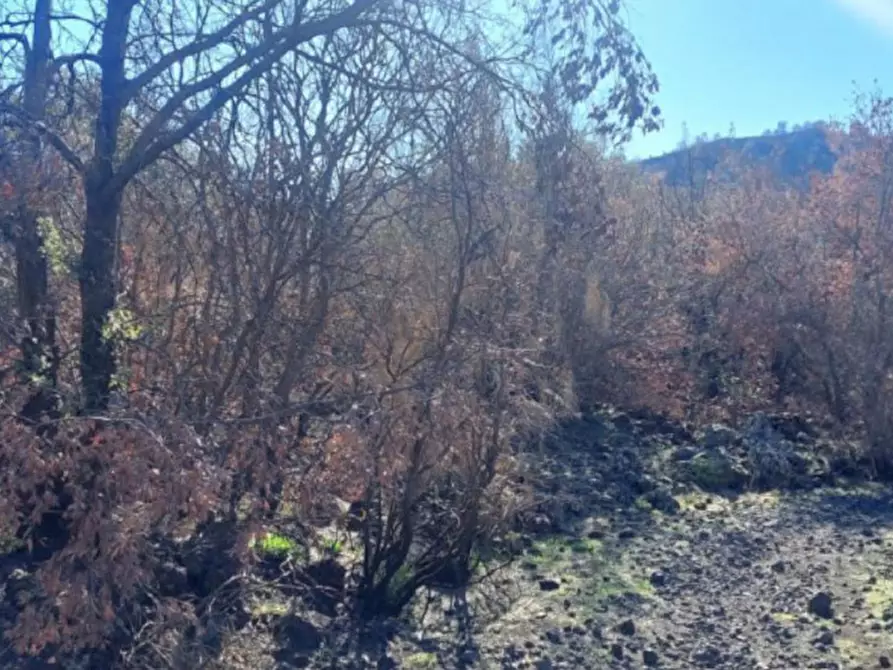 Immagine 2 di Terreno in vendita  in Contrada Rinatura e Monte Arso a Nicolosi
