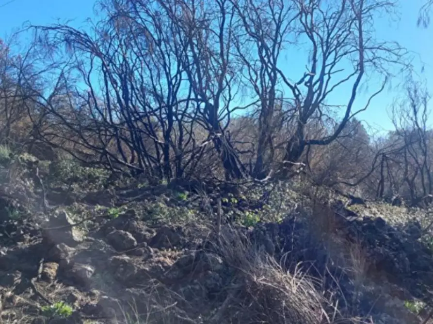 Immagine 5 di Terreno in vendita  in Contrada Rinatura e Monte Arso a Nicolosi