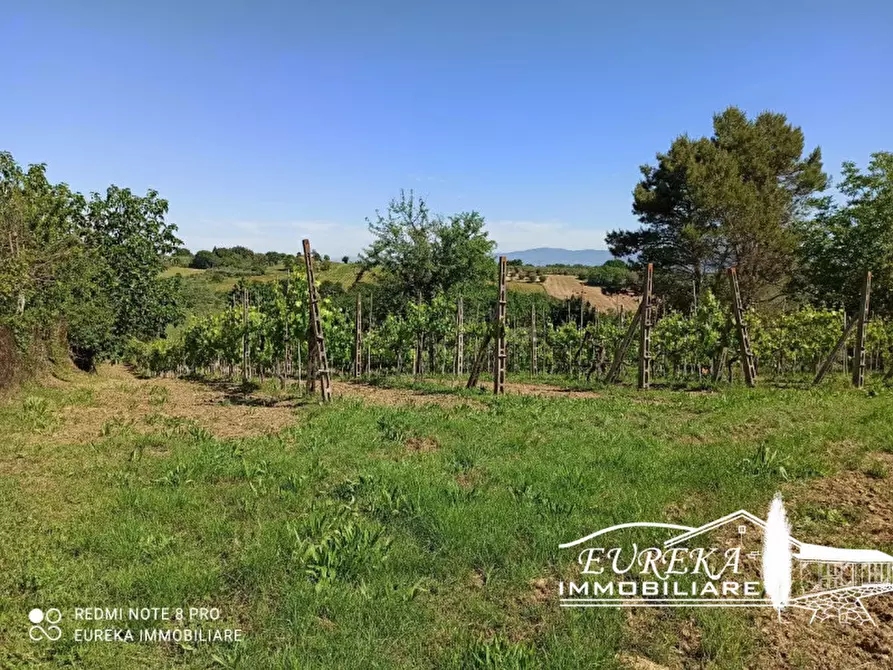 Immagine 3 di Terreno in vendita  in località la villa a Castiglione Del Lago