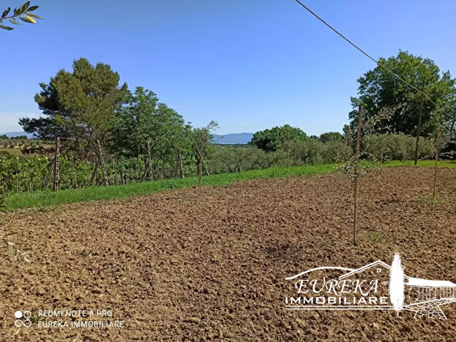 Immagine 6 di Terreno in vendita  in località la villa a Castiglione Del Lago