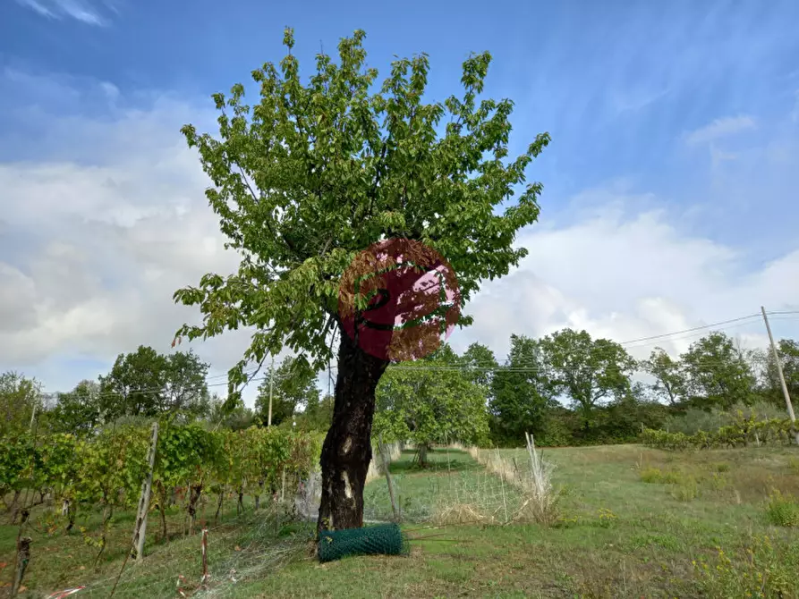 Immagine 1 di Casa indipendente in vendita  a Borghi