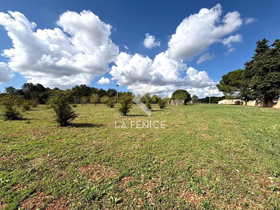 Immagine 5 di Terreno in vendita  in contrada san domenico a Martina Franca