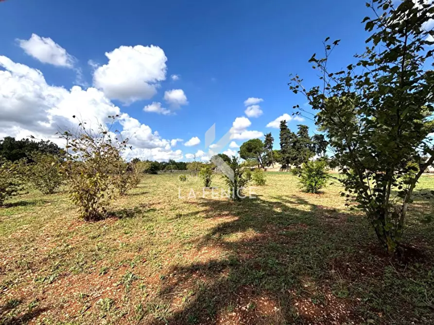 Immagine 8 di Terreno in vendita  in contrada san domenico a Martina Franca