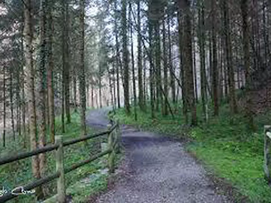 Immagine 5 di Terreno in affitto  in Via Trieste, 37 a Berbenno