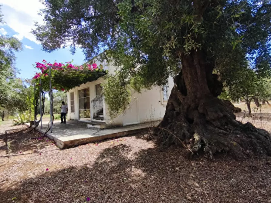 Immagine 4 di Casa indipendente in vendita  in San Domenico a Fasano