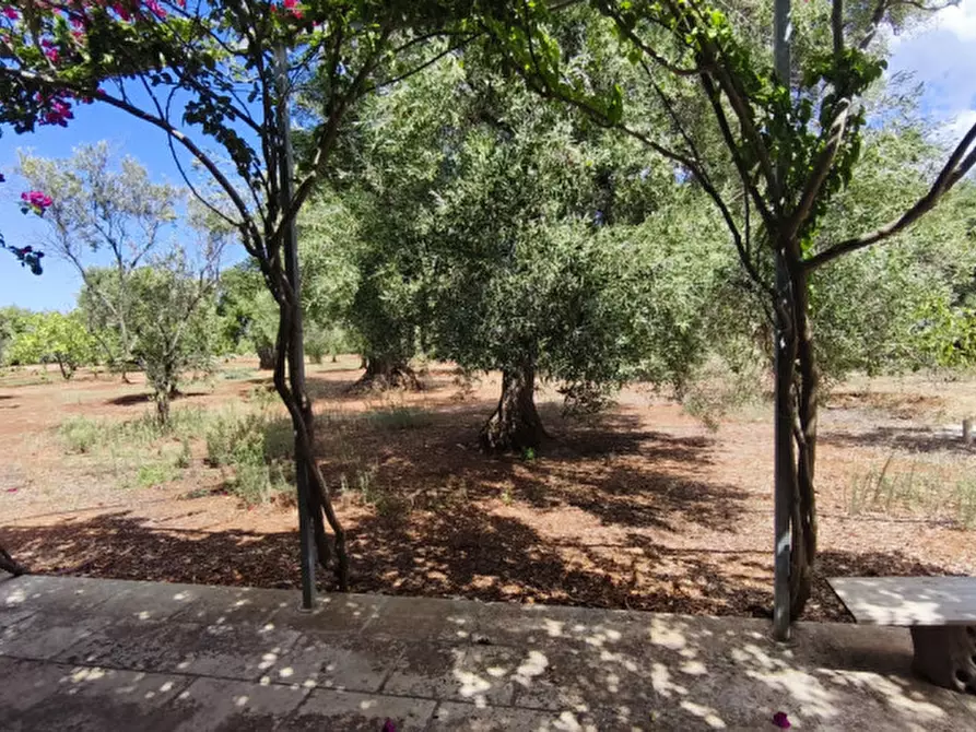 Immagine 21 di Casa indipendente in vendita  in San Domenico a Fasano