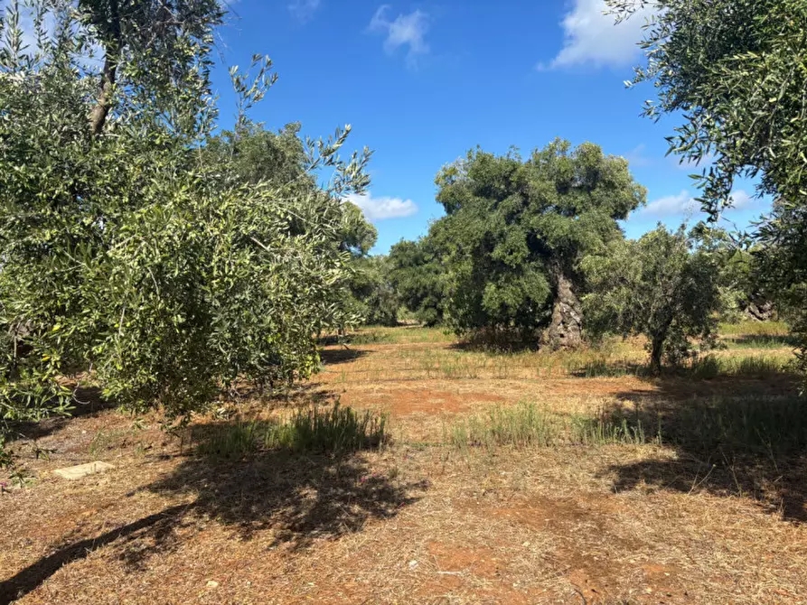 Immagine 51 di Casa indipendente in vendita  in San Domenico a Fasano