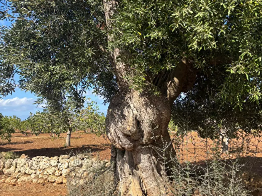 Immagine 52 di Casa indipendente in vendita  in San Domenico a Fasano