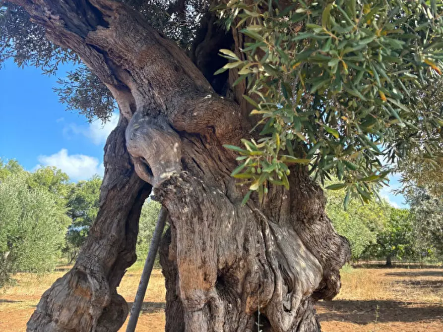 Immagine 53 di Casa indipendente in vendita  in San Domenico a Fasano