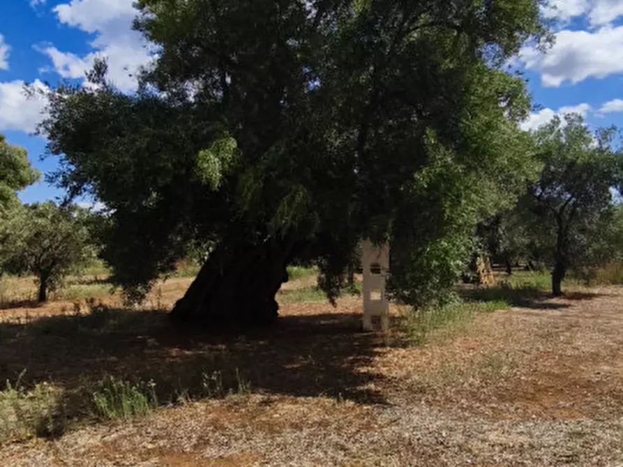 Immagine 54 di Casa indipendente in vendita  in San Domenico a Fasano