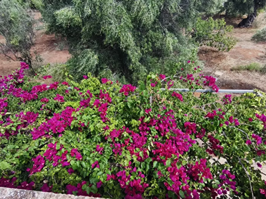 Immagine 55 di Casa indipendente in vendita  in San Domenico a Fasano