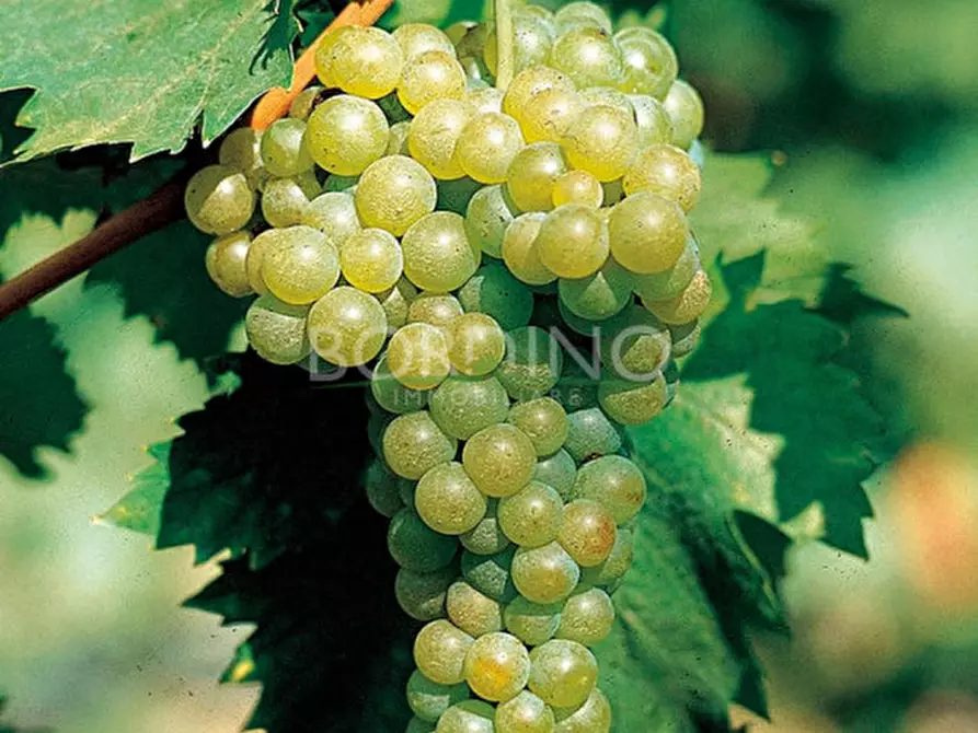 Immagine 11 di Attività commerciale in vendita  in Località Flori snc a Mango