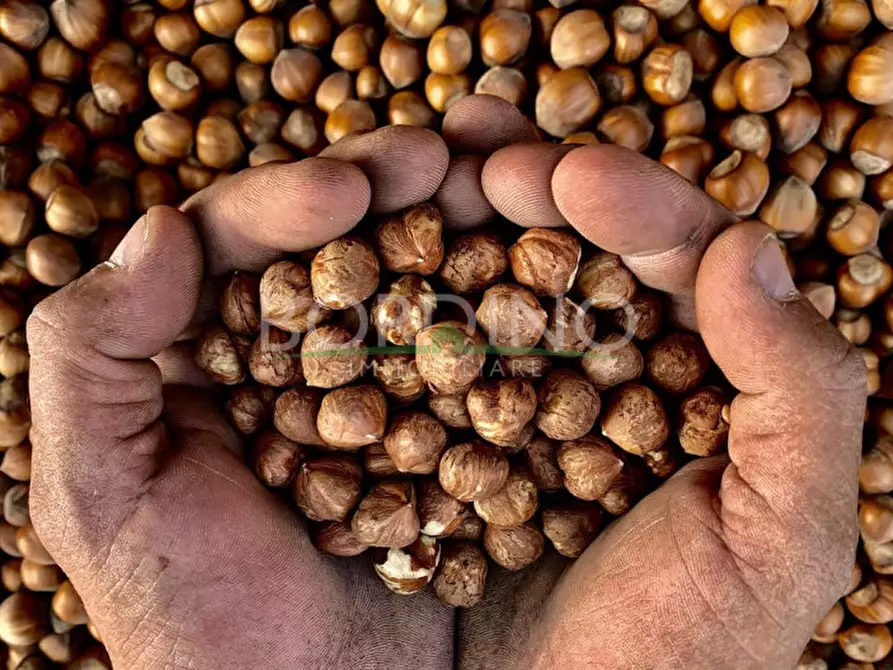 Immagine 18 di Attività commerciale in vendita  in Località Flori snc a Mango
