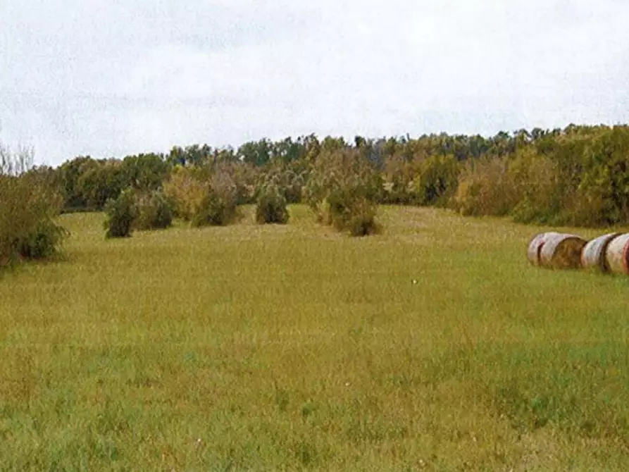 Immagine 3 di Terreno in vendita  in Loc. S. Liberato a Orte