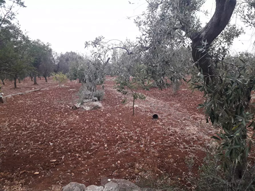 Immagine 13 di Rustico / casale in vendita  in C.da Colacavallo a Carovigno