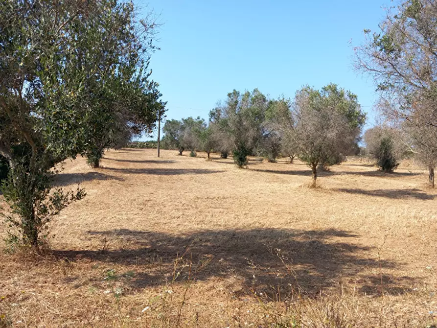 Immagine 15 di Rustico / casale in vendita  in C.da Malpasso a San Vito Dei Normanni