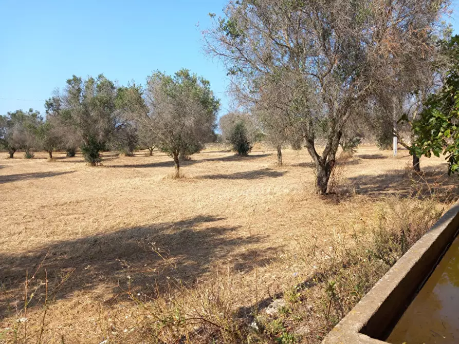 Immagine 16 di Rustico / casale in vendita  in C.da Malpasso a San Vito Dei Normanni