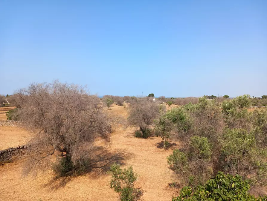 Immagine 37 di Rustico / casale in vendita  in C.da Malpasso a San Vito Dei Normanni