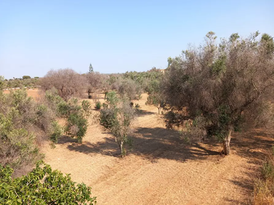 Immagine 38 di Rustico / casale in vendita  in C.da Malpasso a San Vito Dei Normanni