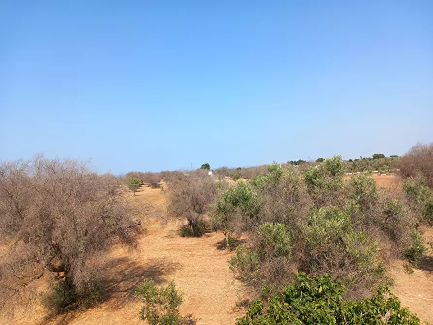 Immagine 40 di Rustico / casale in vendita  in C.da Malpasso a San Vito Dei Normanni