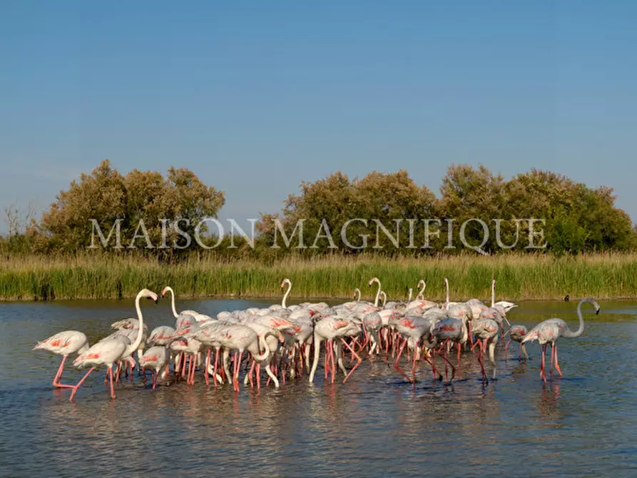 Immagine 20 di Appartamento in vendita  in Viale Mar Adriatico 55 a Comacchio