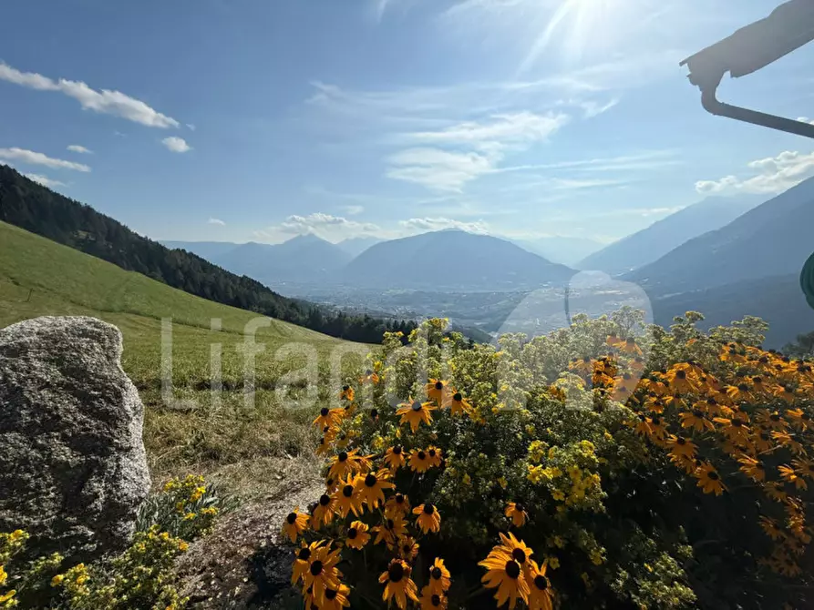 Immagine 9 di Appartamento in vendita  in Schennaberg - Montescena a Scena .Schonna.