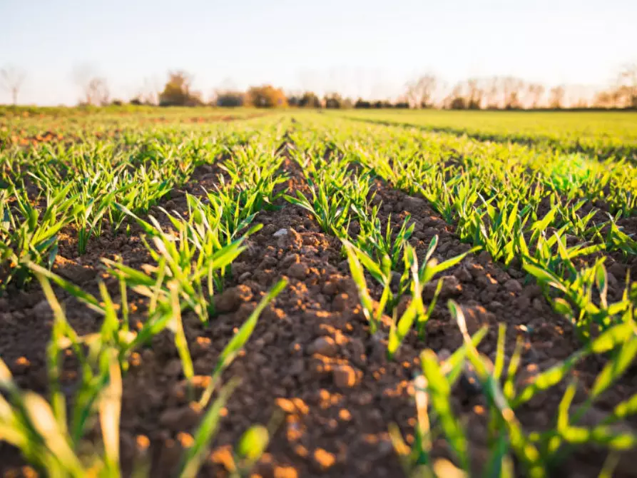 Immagine 2 di Terreno in vendita  in Via Cinque Archi a Vigonza
