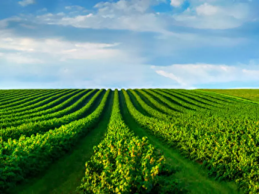 Immagine 4 di Terreno in vendita  in Via Cinque Archi a Vigonza