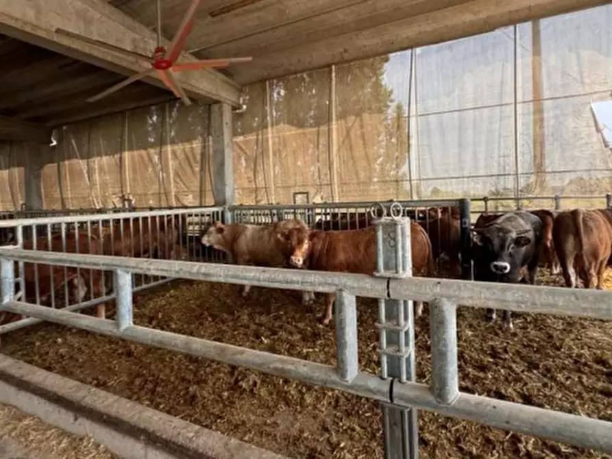 Immagine 26 di Magazzino in vendita  in VIA OLMO a Gazzo Veronese