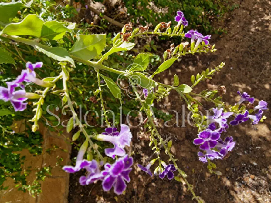 Immagine 36 di Appartamento in vendita  in Via Gorizia a Parabita