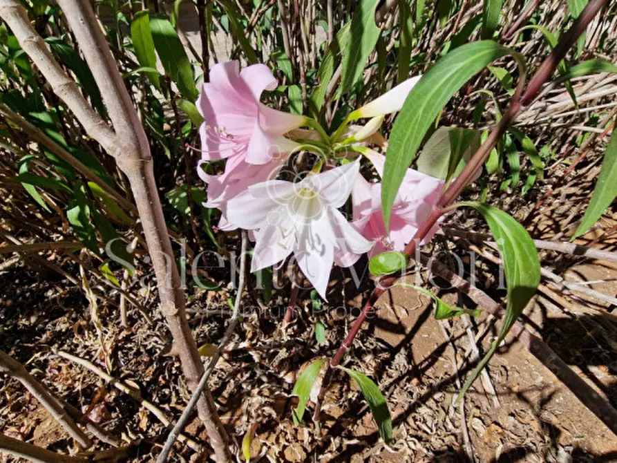 Immagine 37 di Appartamento in vendita  in Via Gorizia a Parabita