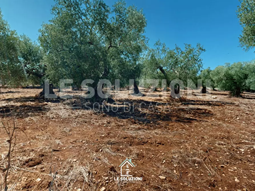 Immagine 14 di Magazzino in vendita  in Strada Comunale Traversa di Via Pozzo Martino a Putignano