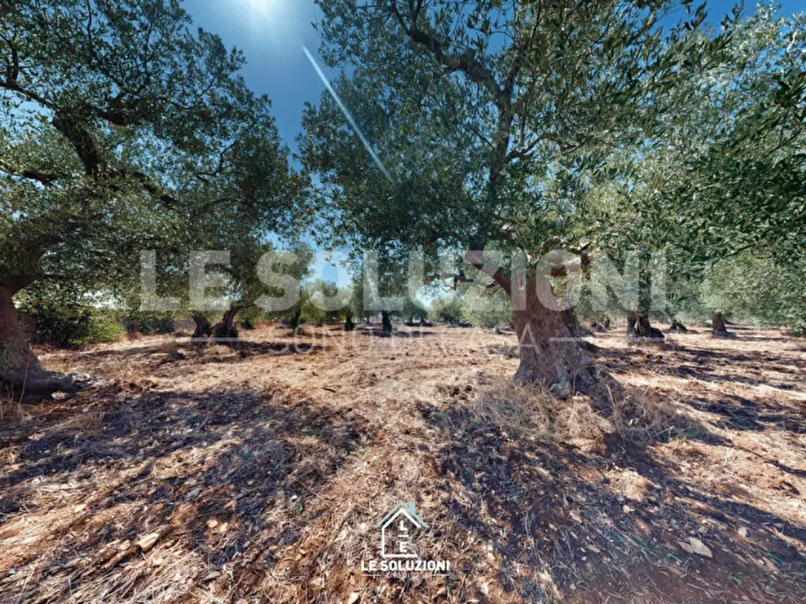 Immagine 15 di Magazzino in vendita  in Strada Comunale Traversa di Via Pozzo Martino a Putignano