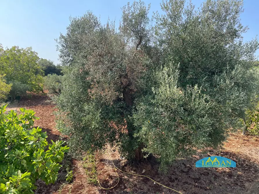 Immagine 13 di Rustico / casale in vendita  in Contrada Lamatroccola a Ostuni