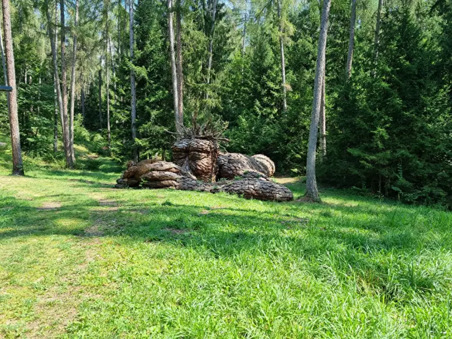 Immagine 23 di Attività commerciale in vendita  a Cavareno