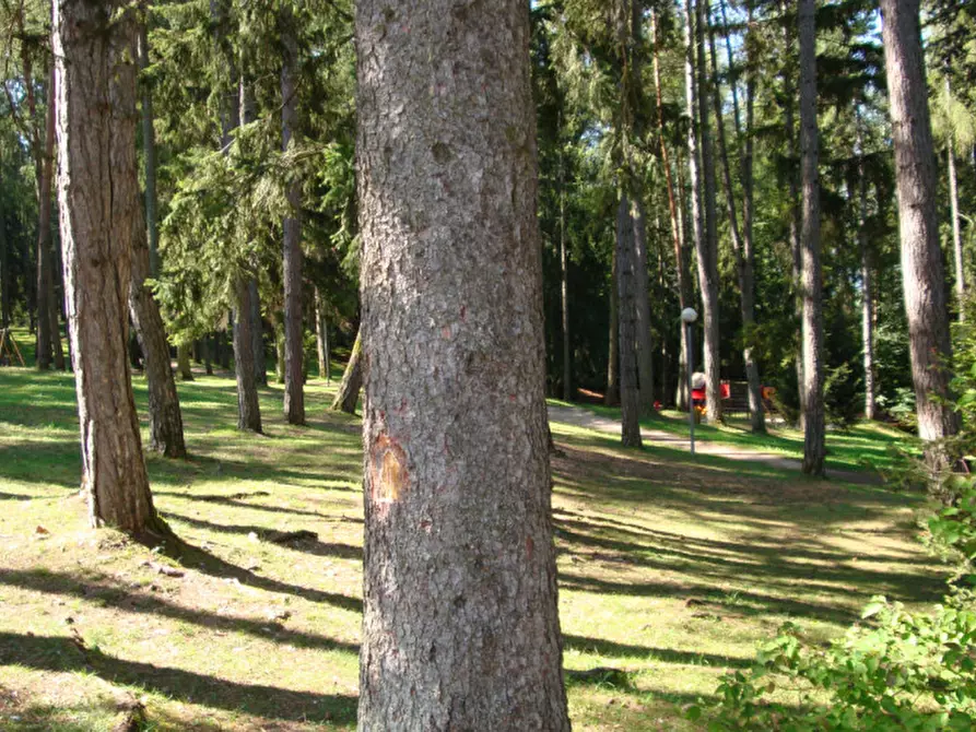 Immagine 45 di Attività commerciale in vendita  a Cavareno