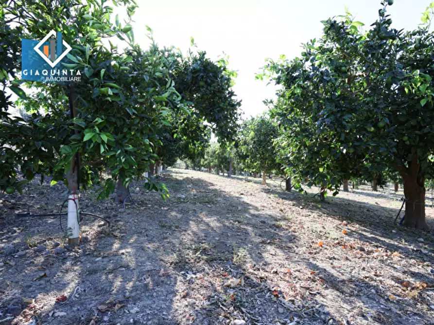 Immagine 5 di Terreno in vendita  in Contrada Sparagogna a Palagonia