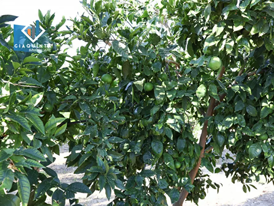 Immagine 7 di Terreno in vendita  in Contrada Sparagogna a Palagonia