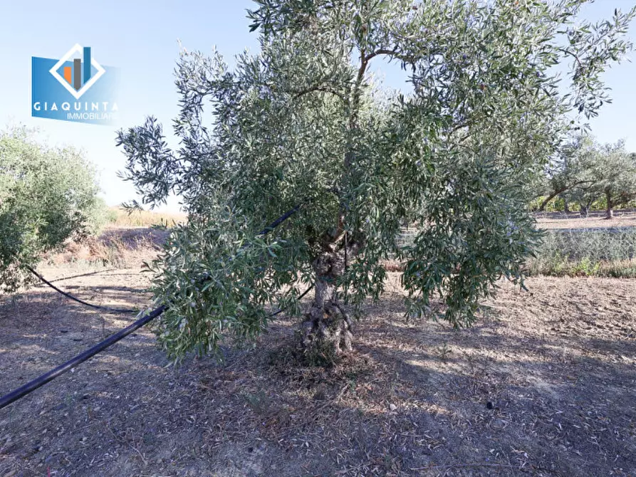 Immagine 13 di Terreno in vendita  in Contrada Sparagogna a Palagonia