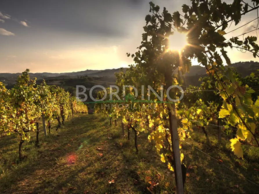 Immagine 2 di Terreno in vendita  in Località Flori snc a Mango