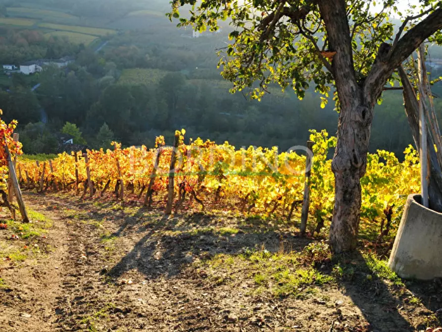 Immagine 3 di Terreno in vendita  in Località Flori snc a Mango
