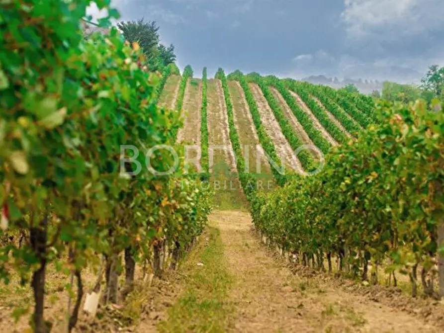 Immagine 4 di Terreno in vendita  in Località Flori snc a Mango