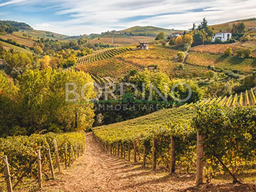 Immagine 6 di Terreno in vendita  in Località Flori snc a Mango