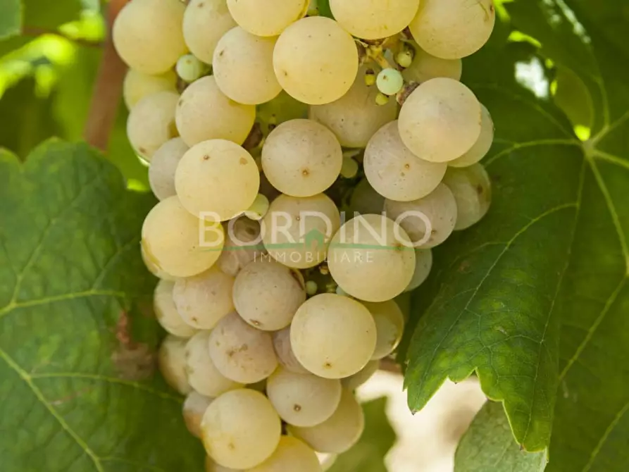 Immagine 7 di Terreno in vendita  in Località Flori snc a Mango