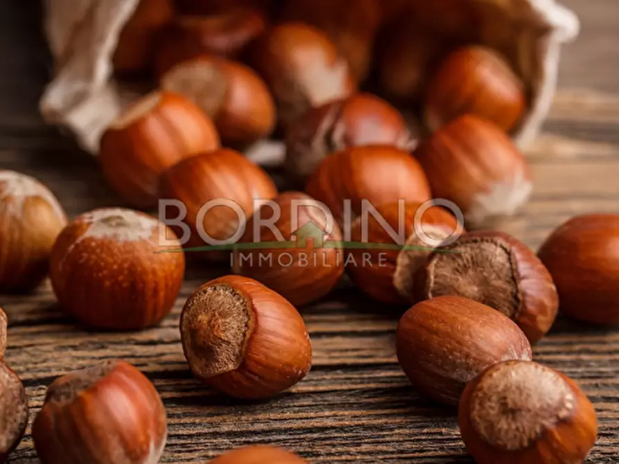 Immagine 11 di Terreno in vendita  in Località Flori snc a Mango