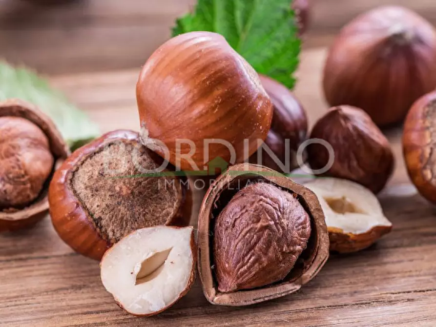 Immagine 12 di Terreno in vendita  in Località Flori snc a Mango