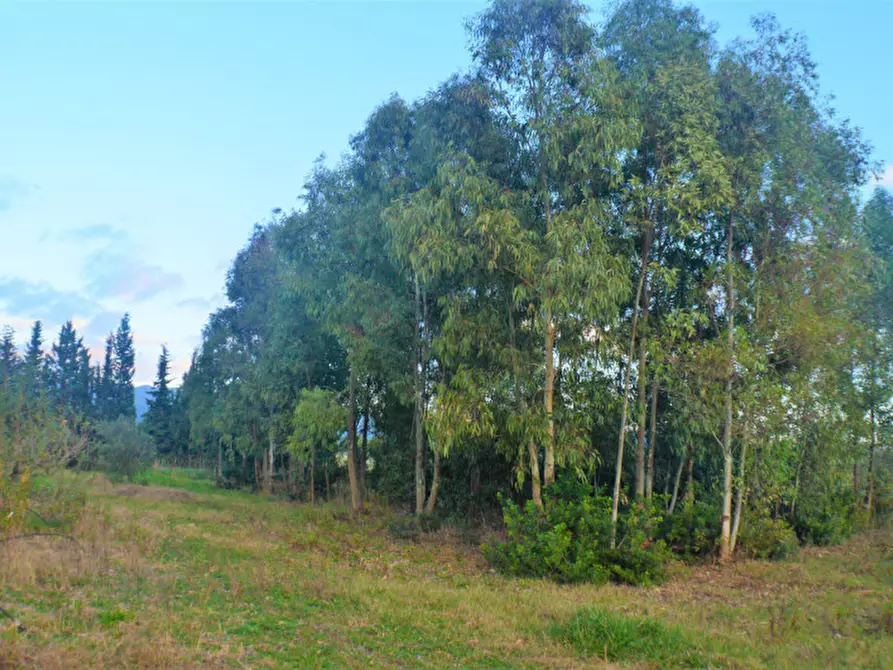 Immagine 21 di Casa indipendente in vendita  in strada consortile a Marrubiu