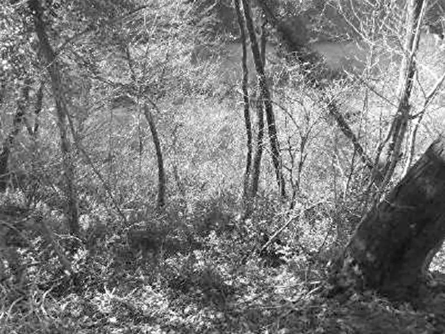 Immagine 21 di Rustico / casale in vendita  in Contrada Vanti a Badia Calavena